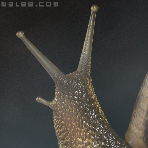 WALEE_noe_snail_crop_03.jpg, Nov 2010 WALEE_noe_snail_crop_03.jpg